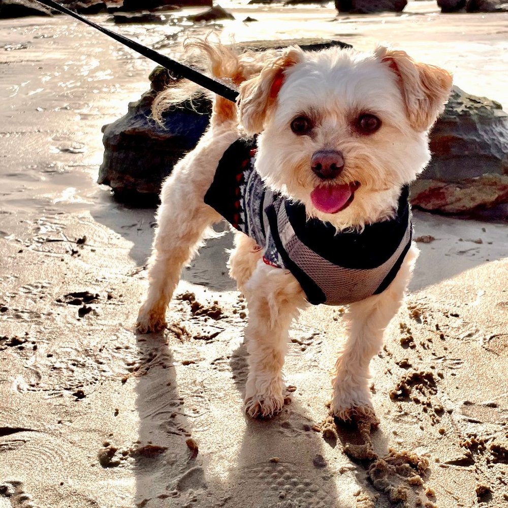 Hi Everyone! Meet your Posher MP.